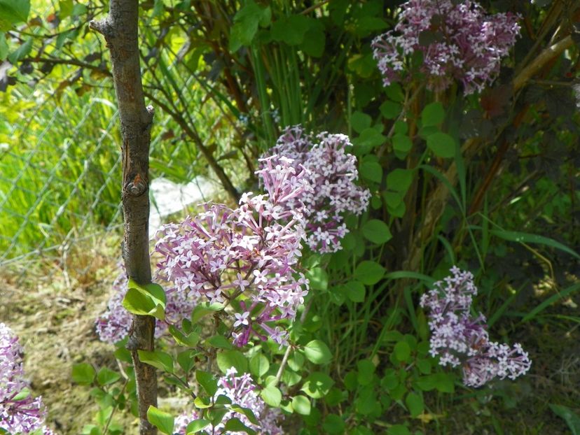 syringa Red Pixie? - Dobarland 2019 2
