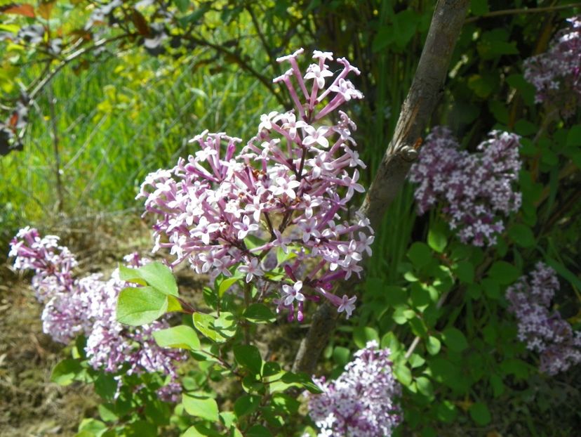 syringa Red Pixie? - Dobarland 2019 2