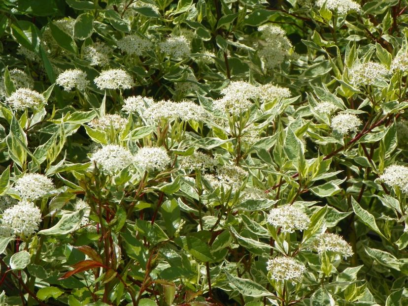 cornus sericea Variegata - Dobarland 2019 2