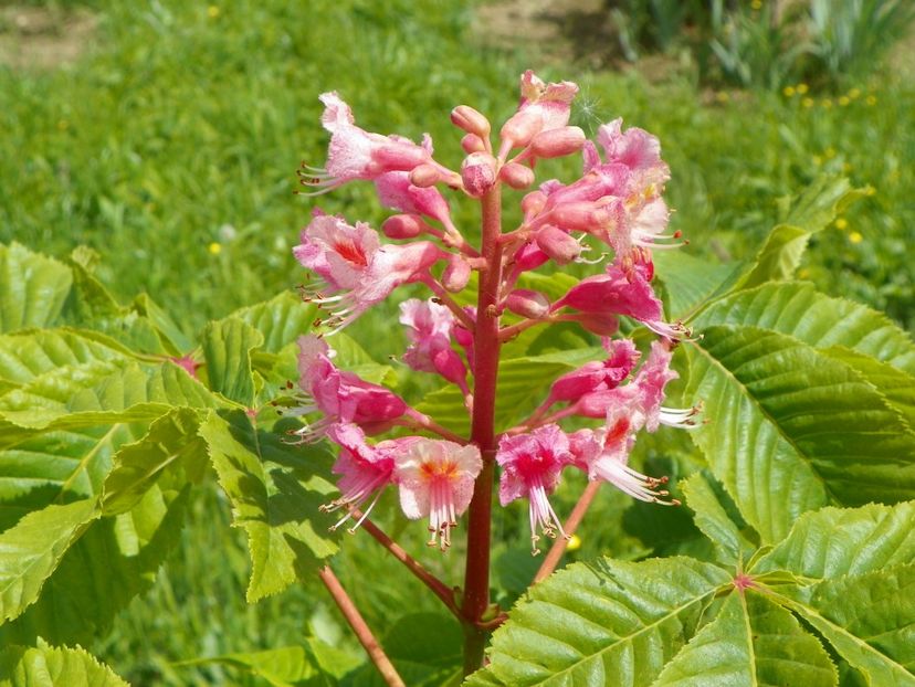 aesculus carnea Briotii - prima floare - Dobarland 2019 2
