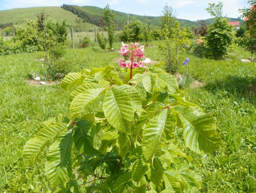 aesculus carnea Briotii - Dobarland 2019 2