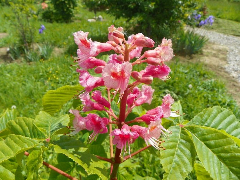 aesculus carnea Briotii - Dobarland 2019 2