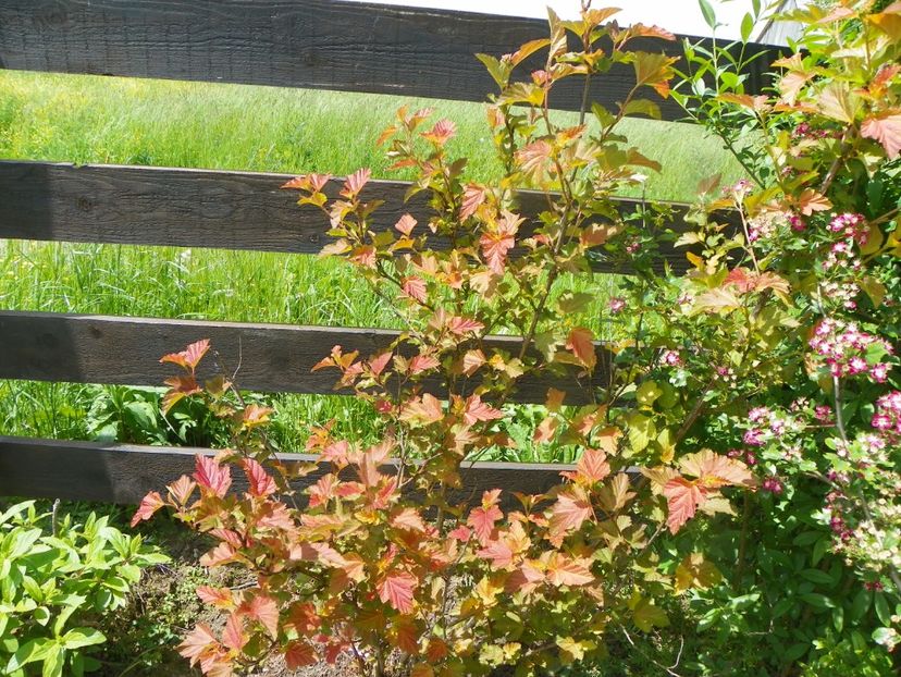 physocarpus Amber Jubilee - Dobarland 2019 2