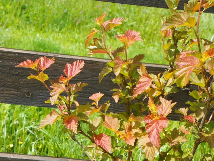 physocarpus Amber Jubilee - Dobarland 2019 2