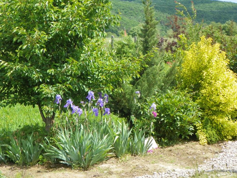 27 mai (122) - Dobarland 2019 2