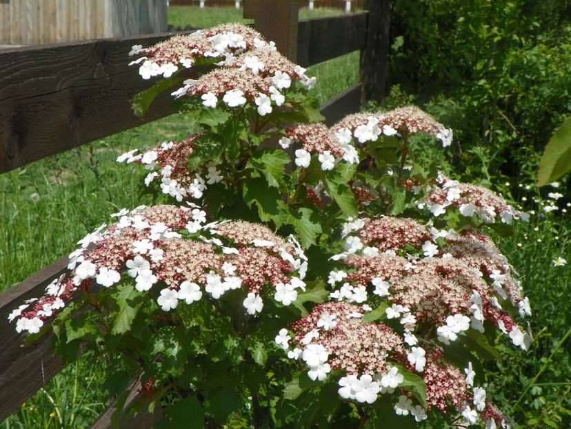 viburnum sargentii Onondaga - Dobarland 2019 2
