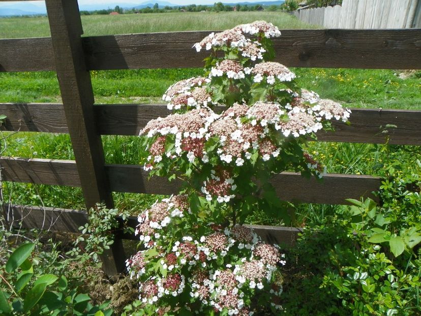 viburnum sargentii Onondaga - Dobarland 2019 2
