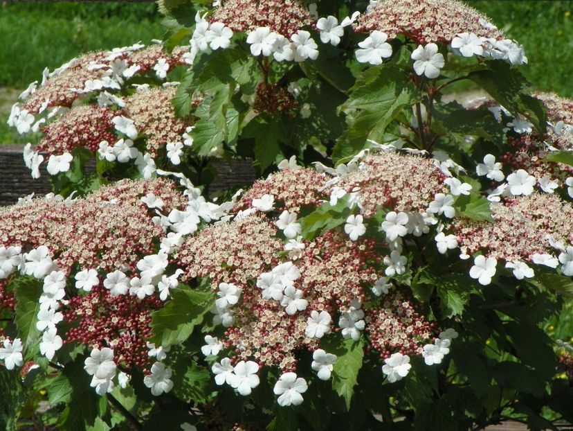 viburnum sargentii Onondaga - Dobarland 2019 2