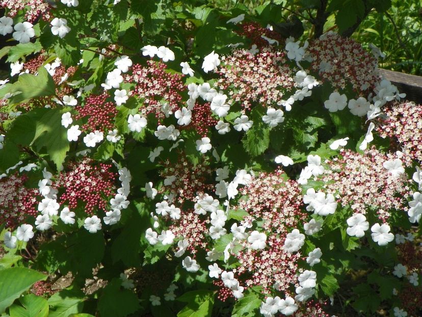 viburnum sargentii Onondaga - Dobarland 2019 2
