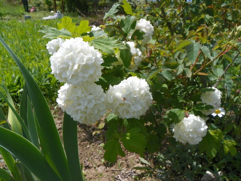 viburnum opulus Roseum - Dobarland 2019 2