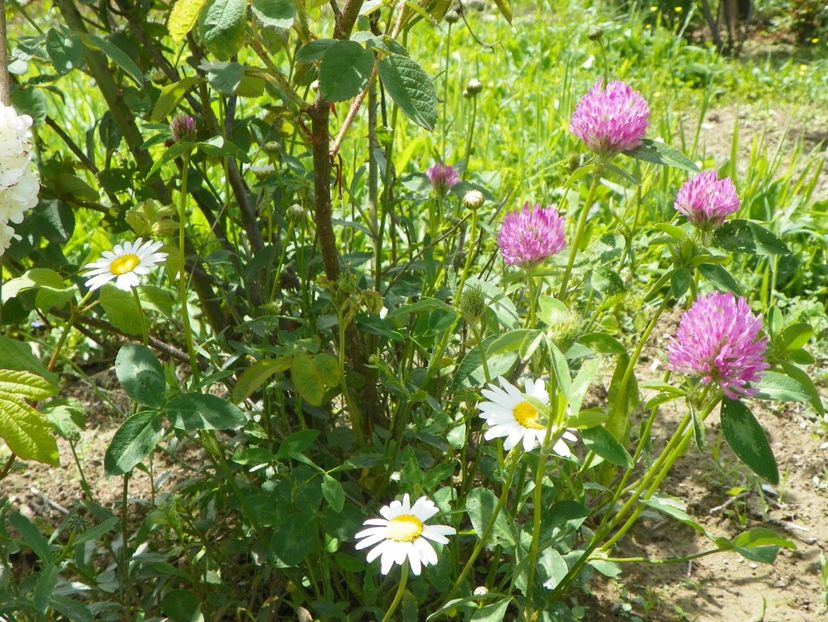 27 mai (128) - Dobarland 2019 2