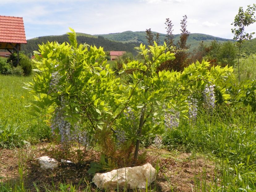 wisteria - Dobarland 2019 2
