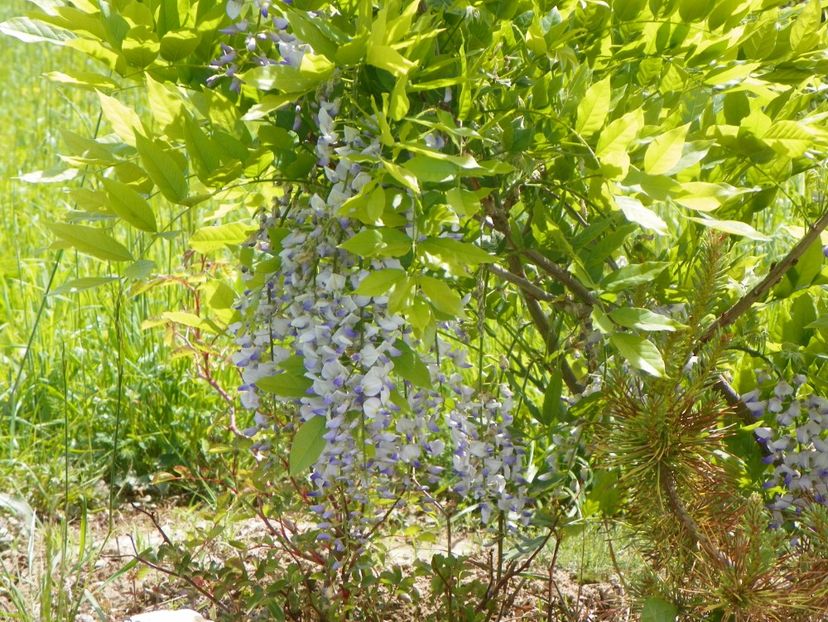 wisteria - Dobarland 2019 2