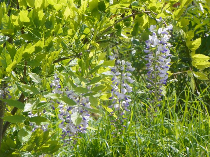 wisteria - Dobarland 2019 2