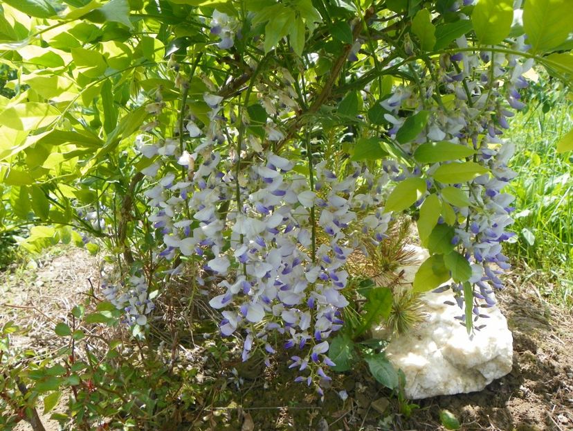 wisteria - Dobarland 2019 2