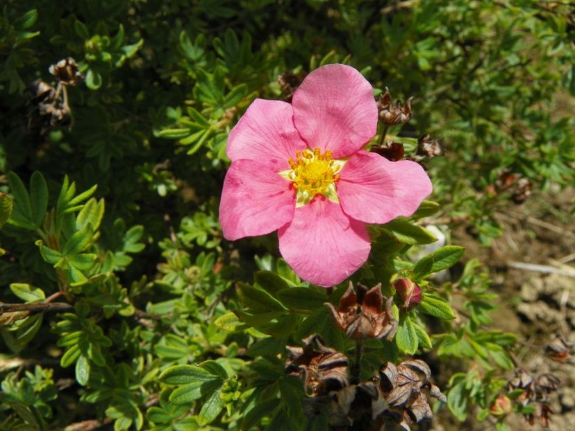 potentilla Pink Beauty - Dobarland 2019 2