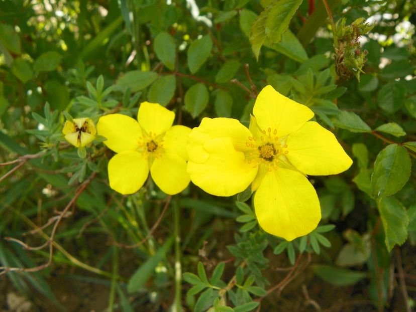 potentilla Goldfinger - Dobarland 2019 2