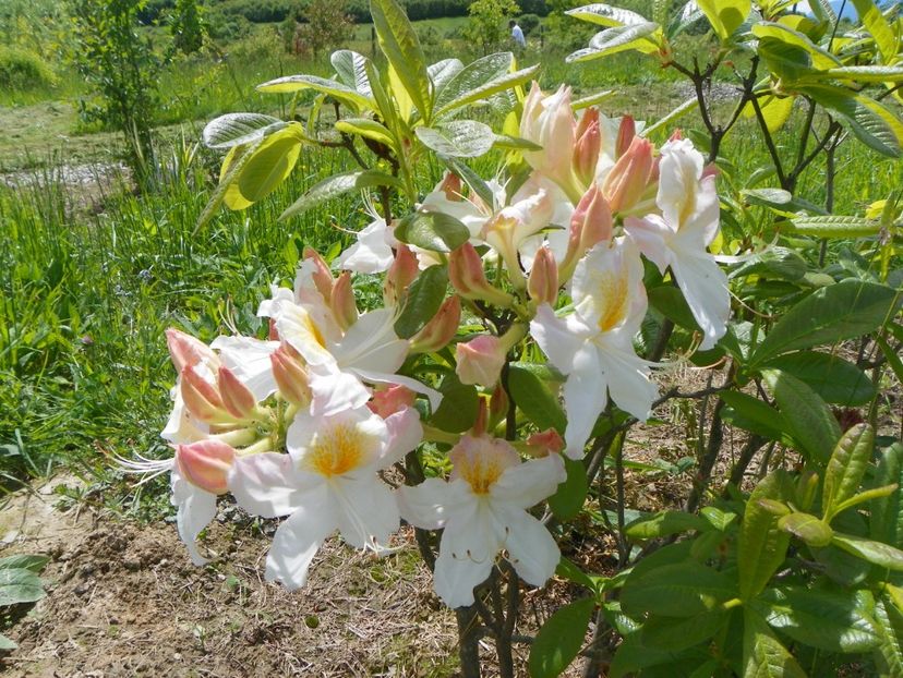 azalea Schneegold - Dobarland 2019 2