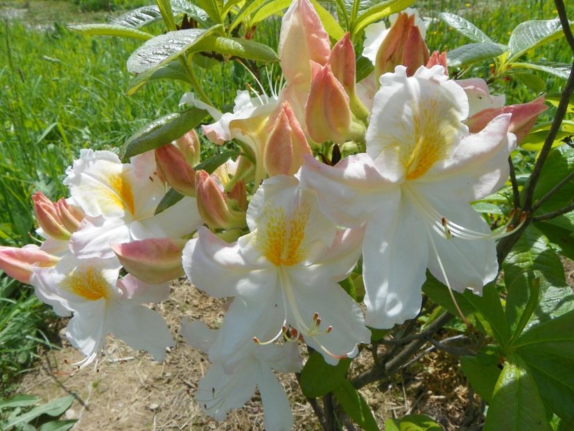 azalea Schneegold - Dobarland 2019 2