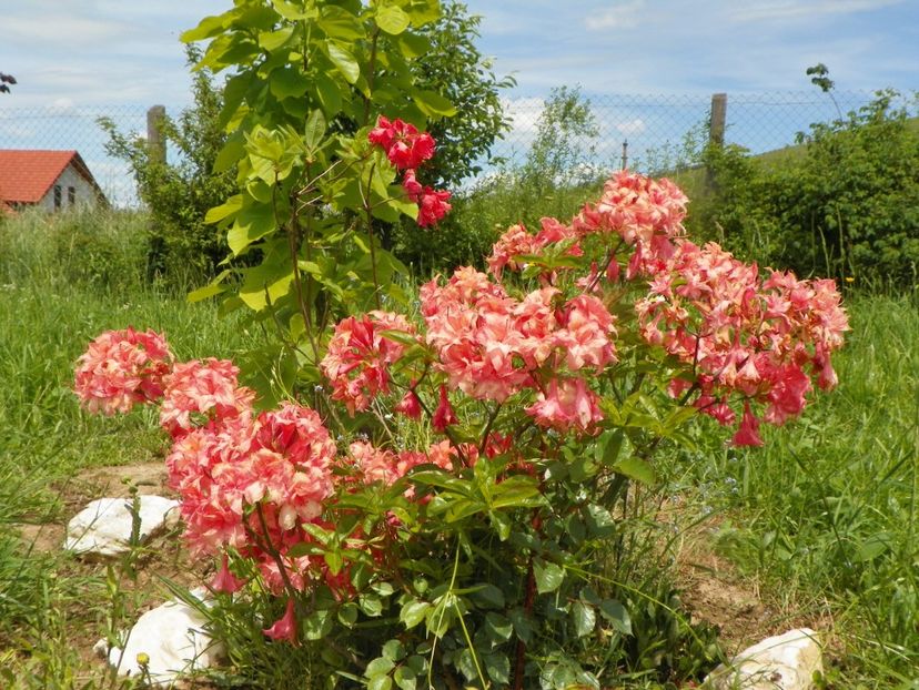 azalea Corneille si Juanita - Dobarland 2019 2