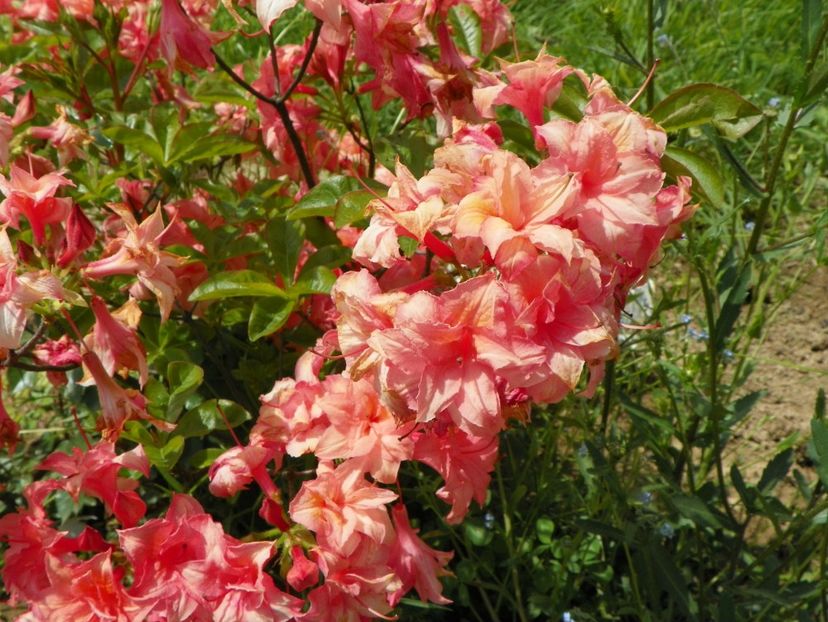 azalea Corneille - Dobarland 2019 2