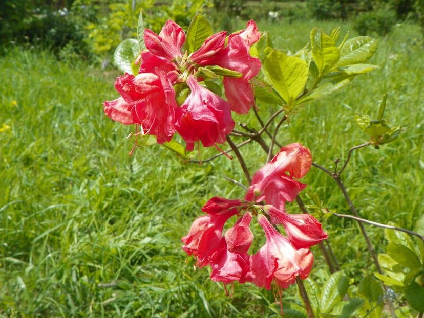 azalea Juanita - Dobarland 2019 2