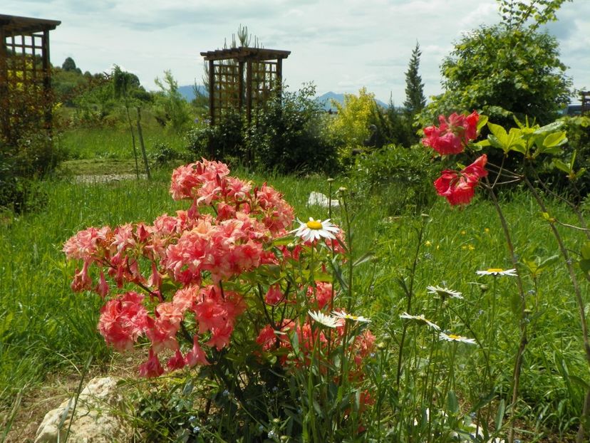 azalea Corneille si Juanita - Dobarland 2019 2