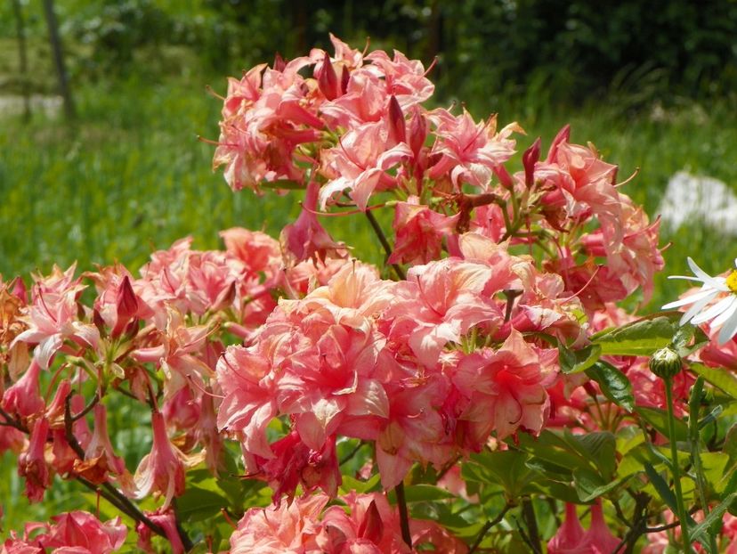 azalea Corneille - Dobarland 2019 2