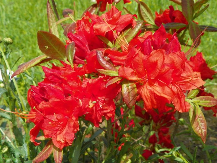 azalea Fireball - Dobarland 2019 2