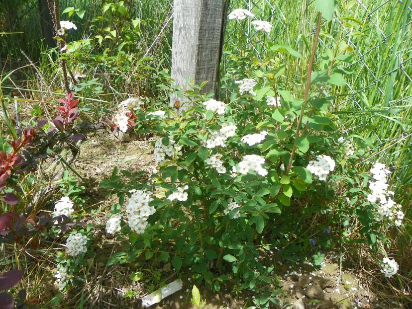 spiraea x vanhouttei - Dobarland 2019 2