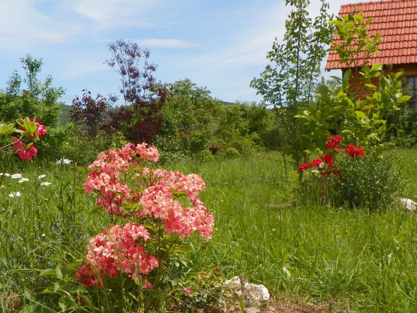 azalea Corneille, Juanita, Fireball - Dobarland 2019 2