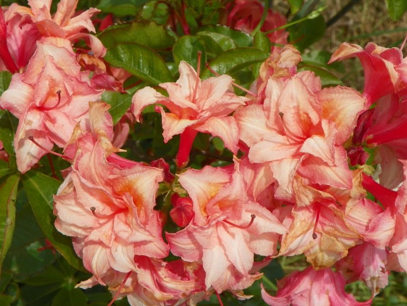 azalea Corneille - Dobarland 2019 2