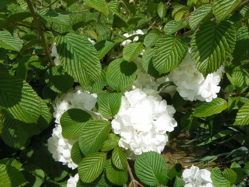 viburnum plicatum Popcorn - Dobarland 2019 2