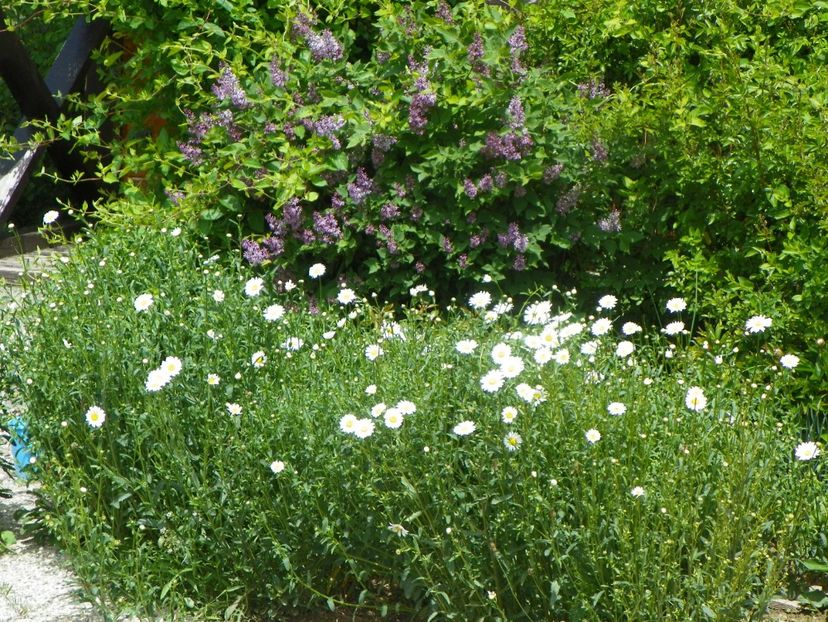 margarete si syringa Miss Kim - Dobarland 2019 2