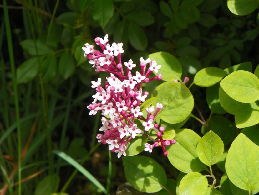 syringa Josee - Dobarland 2019 2