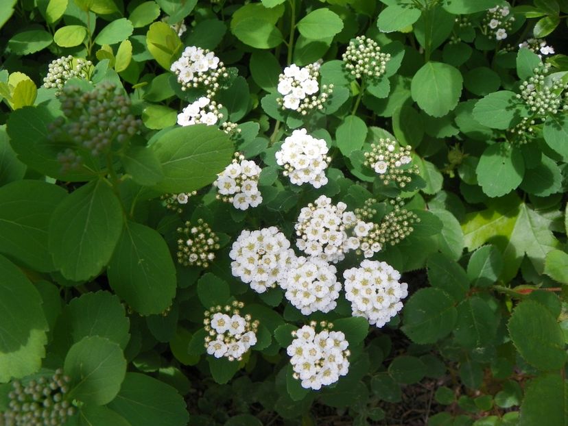 spiraea betulifolia Tor - Dobarland 2019 2