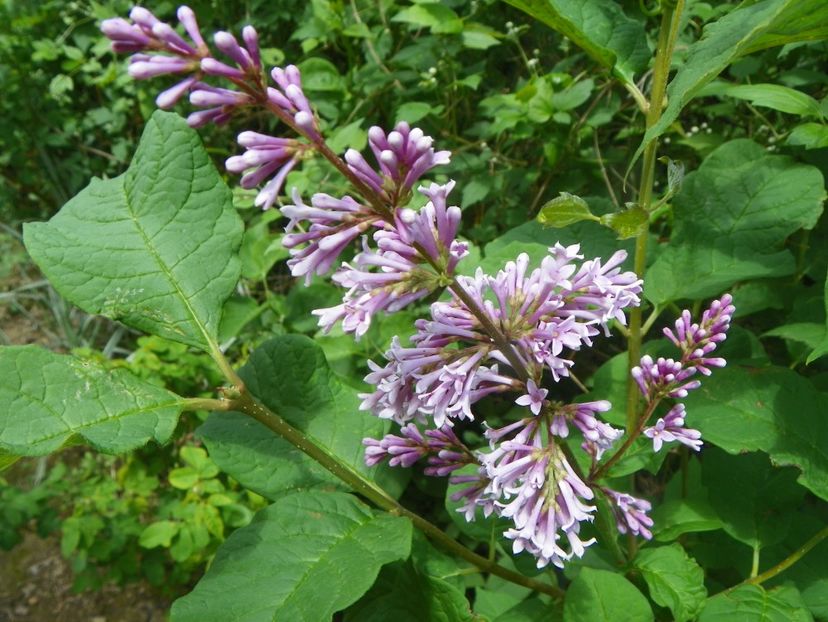 syringa josikaea - Dobarland 2019 2