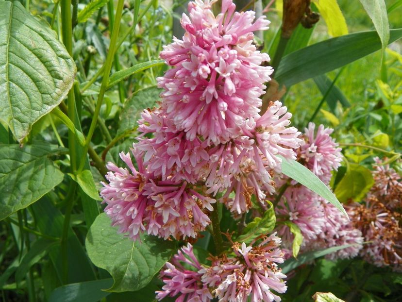 syringa Miss Canada - Dobarland 2019 2