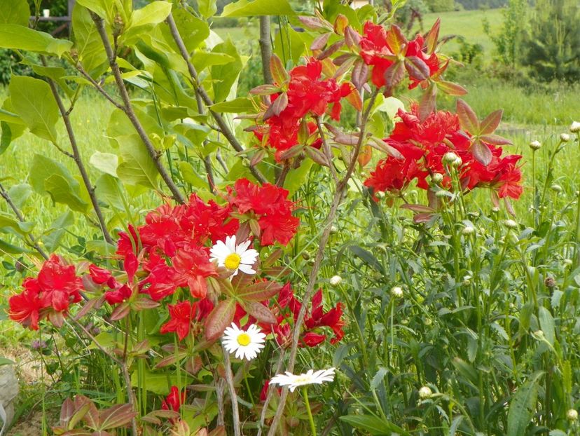 azalea Fireball - Dobarland 2019 2