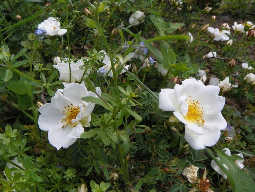 spinosissima Altaica - Trandafiri 2019 1