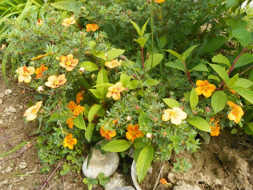 potentilla Mango Tango - Dobarland 2019 2