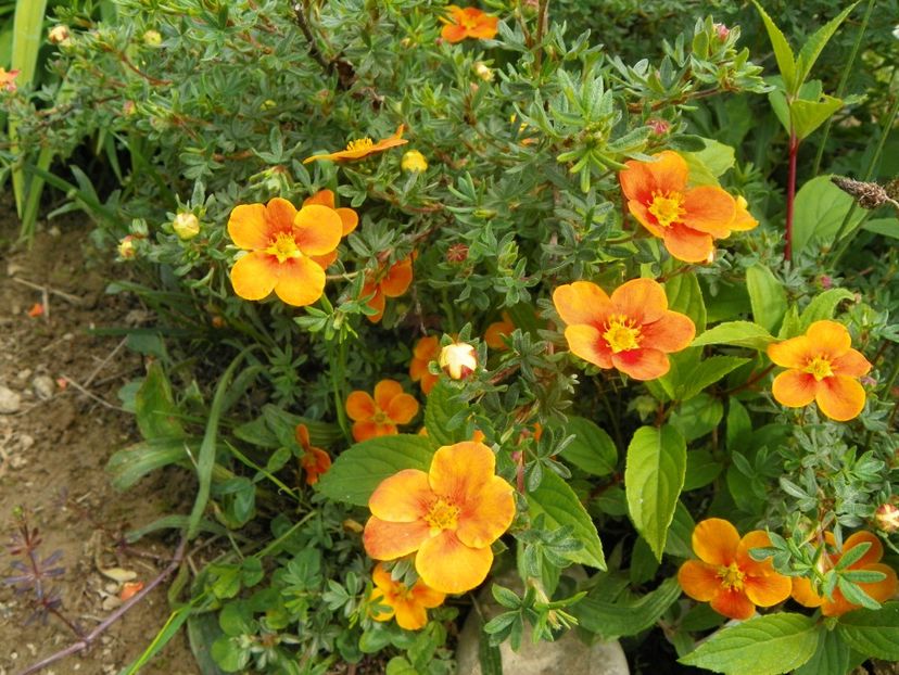 potentilla Mango Tango - Dobarland 2019 2