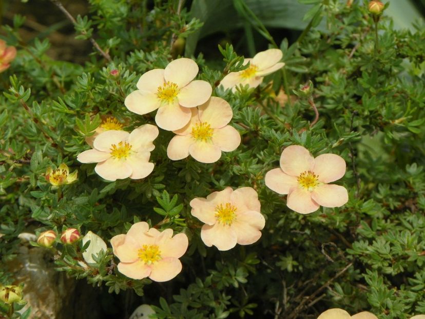 potentilla Sunset - Dobarland 2019 2