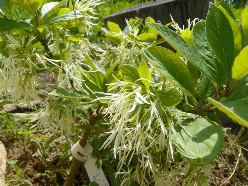 chionanthus virginicus - Dobarland 2019 2