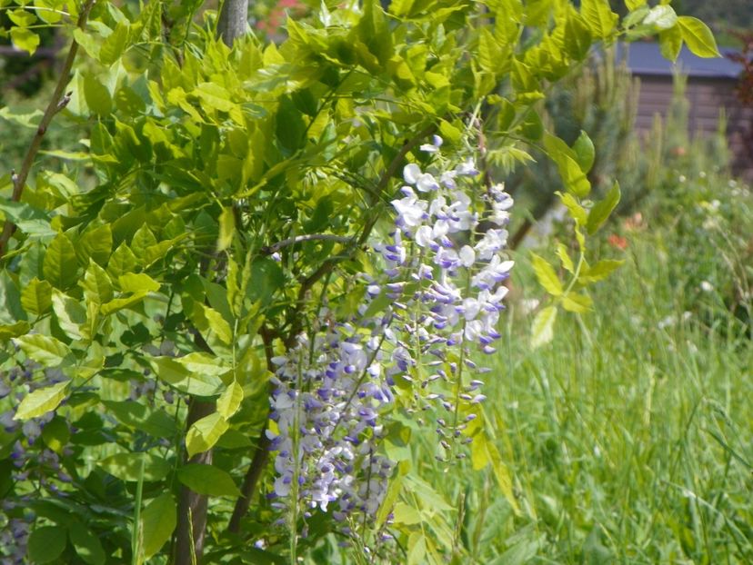 wisteria - Dobarland 2019 2