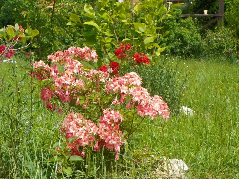 azalea Corneille si Fireball - Dobarland 2019 2