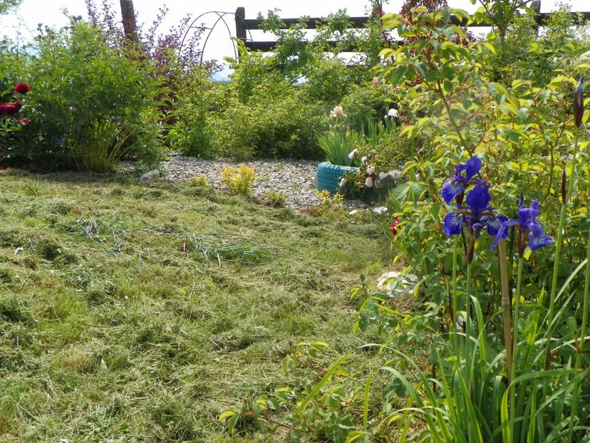 iris sibirica Shaker's Prayer - Dobarland 2019 2