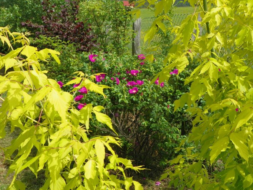 rosa rugosa Rubra - Dobarland 2019 2