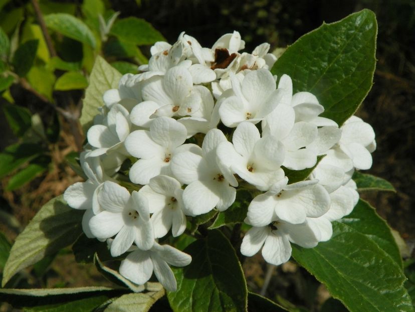 viburnum Eskimo - Dobarland 2019 2