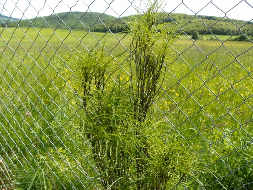 rhamnus frangula Fineline - Dobarland 2019 2